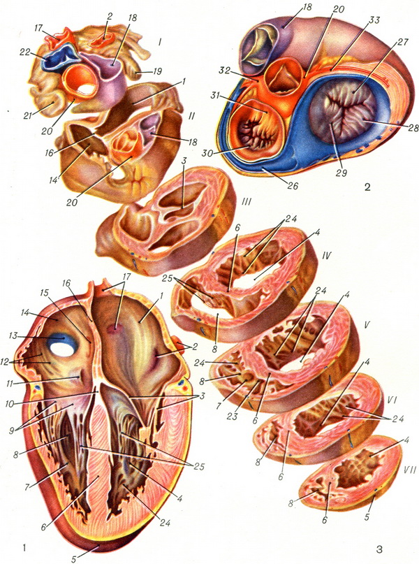 сердце анатомия
